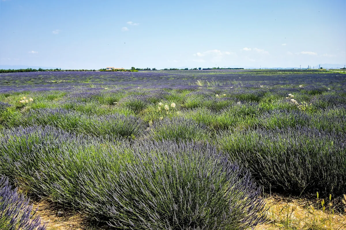 Un champ de lavande en fleur sur le plateau de Valensole
